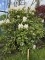 Afbeelding Rododendron met wit-roze bloei - Rhododendron 'Cunningham's White'