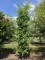 Afbeelding Zuilvormige Ginkgo - Ginkgo biloba Obelisk