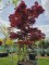 Afbeelding Japanse Esdoorn - Acer palmatum 'Bloodgood'