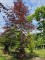 Afbeelding Rode beuk - Fagus sylvatica 'Atropunicea'