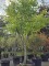 Afbeelding Japanse Notenboom - Ginkgo biloba