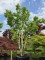 Afbeelding Zevenzonenboom - Heptacodium miconioides