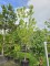 Afbeelding Zoet kers Sunburst - Prunus avium 'Sunburst'