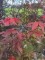 Afbeelding Japanse Esdoorn - Acer palmatum 'Skeeter's Broom'