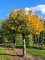 Afbeelding Markante haagbeuk - Carpinus betulus