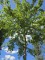 Afbeelding Moeraseik - Quercus Palustris