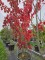 Afbeelding Rode Esdoorn - Acer Rubrum.