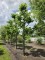 Afbeelding Franse knotplataan - Platanus x hispanica