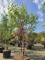 Afbeelding Papieresdoorn - Acer griseum