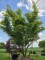 Afbeelding Japanse esdoorn - Acer palmatum