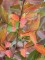 Afbeelding Indische sering 'Natchez' - Lagerstroemia 'Natchez'