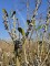 Afbeelding Amerikaanse wasgagel - Myrica pensylvanica