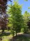 Afbeelding Vogelboom haagbeuk - Carpinus betulus
