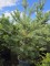 Afbeelding Grove den - Pinus sylvestris