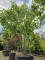 Afbeelding Vaantjesboom - Davidia involucrata