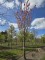 Afbeelding Japanse Sierkers - Prunus serrulata 'Kanzan'