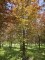 Afbeelding Rode beuk - Fagus sylvatica 'Atropunicea'