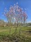 Afbeelding Magnolia - Magnolia loebneri 'Leonard Messel'
