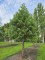 Afbeelding Mammoetboom - Sequoiadendron giganteum