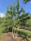 Afbeelding Japanse notenboom - Ginkgo biloba