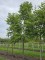 Afbeelding Doodsbeenderenboom - Gymnocladus dioica