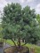 Afbeelding Dwerg Den - Pinus sylvestris 'Watereri'