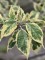 Afbeelding Bontbladige pindakaasstruik - Clerodendrum trichotomum 'Variegatum'