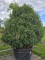 Afbeelding Portugese laurier - Prunus Lusitanica
