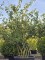 Afbeelding Krentenboom - Amelanchier lamarckii