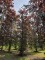 Afbeelding Rode of bruine beuk - Fagus sylvatica 'Atropunicea'