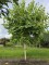 Afbeelding Leiplataan - Platanus x hispanica