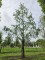 Afbeelding Chinese Moerascipres - Metasequoia glyptostroboides