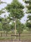 Afbeelding Zevenzonenboom - Heptacodium miconoides