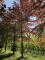 Afbeelding Rode beuk - Fagus sylvatica 'Atropunicea'
