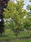 Afbeelding Veelbloemige Kornoelje - Cornus Florida 'Rainbow'