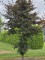 Afbeelding Rode beuk - Fagus sylvatica 'Atropunicea'