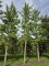 Afbeelding Tempelboom of Eendenpootboom - Ginkgo biloba