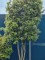Afbeelding Steeneik - Quercus ilex
