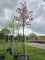 Afbeelding Magnolia - Magnolia 'Ricki'