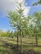 Afbeelding Japanse Sierkers - Prunus serrulata 'Shirotae'