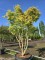Afbeelding Japanse Esdoorn - Acer palmatum 'Ueno Yama'
