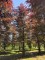 Afbeelding Rode beuk - Fagus sylvatica 'Atropunicea'