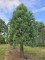 Afbeelding Mammoetboom - Sequoiadendron giganteum