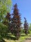 Afbeelding Rode beuk - Fagus sylvatica 'Atropunicea'