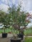 Afbeelding Perzisch IJzerhout - Parrotia persica
