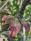 Afbeelding Bruinbladige vogelkers - Prunus padus 'Colorata'