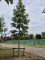 Afbeelding Amberboom - Liquidambar styraciflua