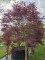Afbeelding Japanse esdoorn - Acer palmatum 'Atrolineare'