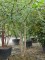 Afbeelding Netelboom - Celtis Occidentalis