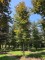Afbeelding Rode beuk - Fagus sylvatica 'Atropunicea'